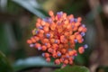 Coralberry, Aechmea fulgens, iridescent red-purple flowers